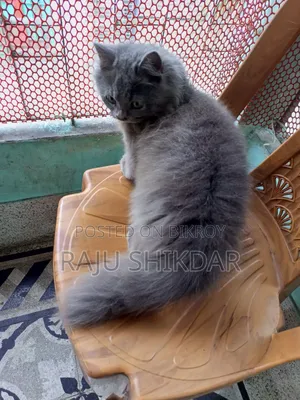 3-6 months Male Purebred Persian