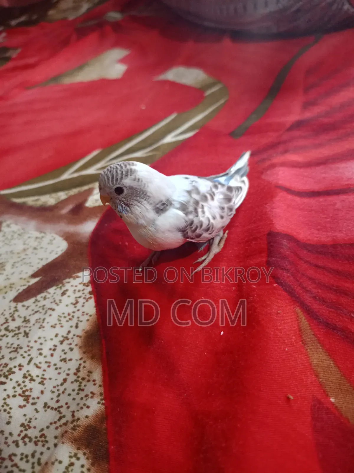 বাজিগার পাখির বাচ্চা