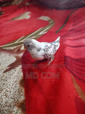 বাজিগার পাখির বাচ্চা