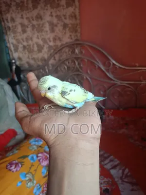 বাজিগার পাখির বাচ্চা
