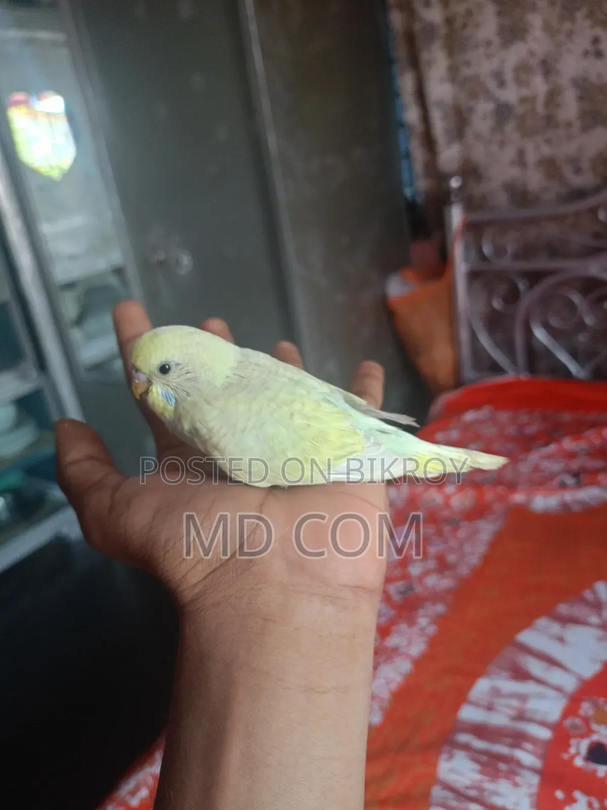 বাজিগার পাখির বাচ্চা