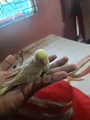 বাজিগার পাখির বাচ্চা