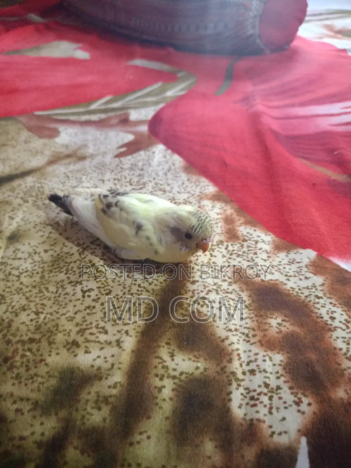 বাজিগার পাখির বাচ্চা