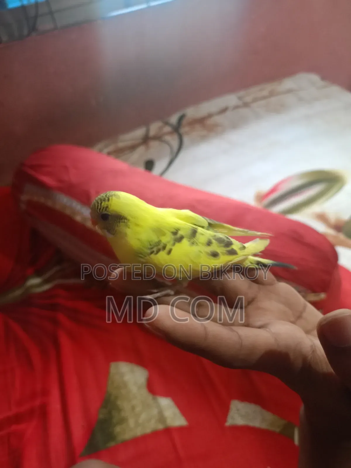 বাজিগার পাখির বাচ্চা