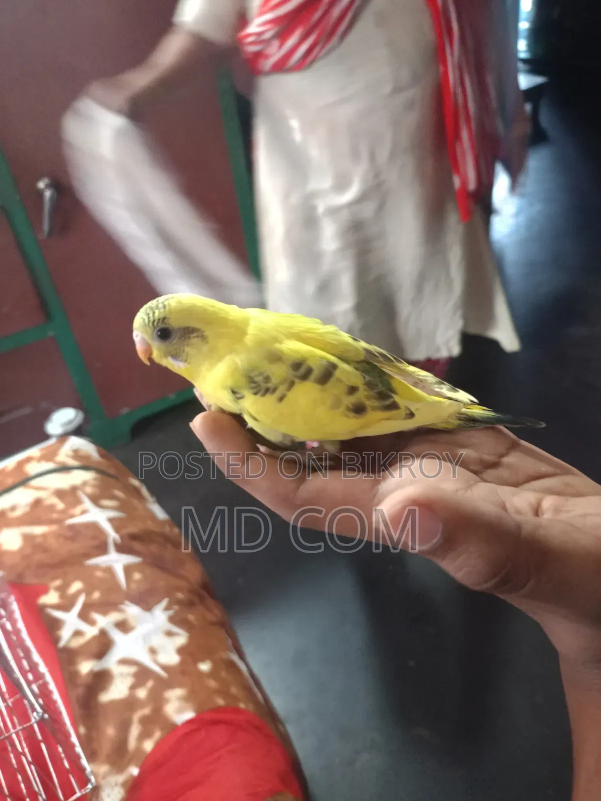 বাজিগার পাখির বাচ্চা