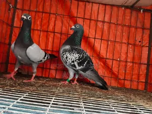 রেসার মাস্টার পেয়ার কবুতর