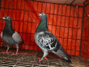 রেসার মাস্টার পেয়ার কবুতর
