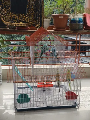 Budgerigar ২ জোড়া