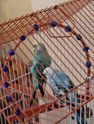Budgerigar ২ জোড়া