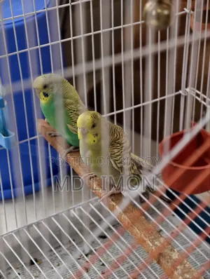 Budgerigar ২ জোড়া