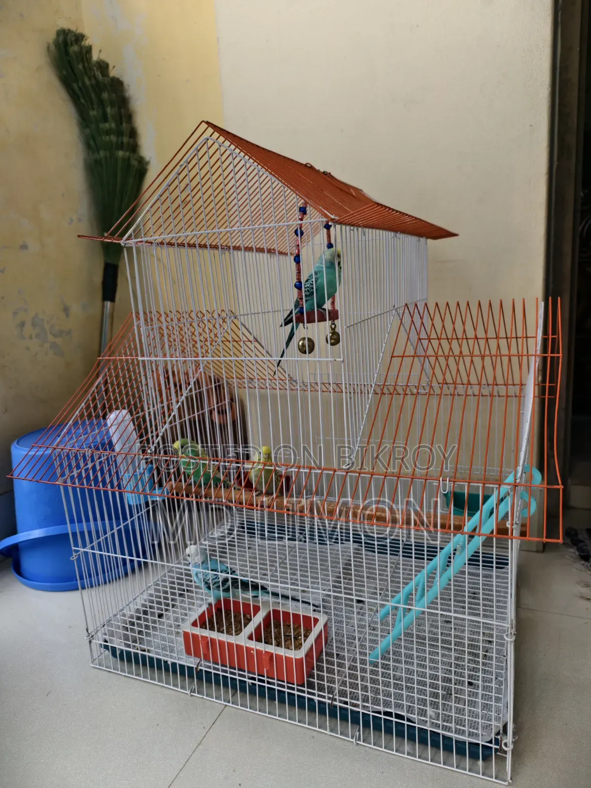 Budgerigar ২ জোড়া