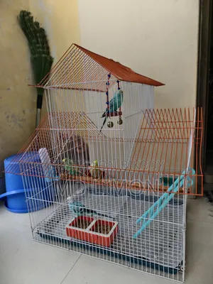 Budgerigar ২ জোড়া