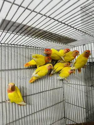 লাভবার্ডস পেয়ার