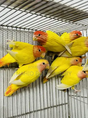 Lovebirds Pair