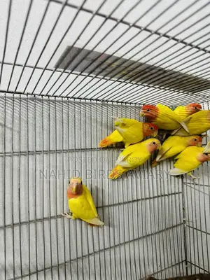 লাভবার্ডস পেয়ার