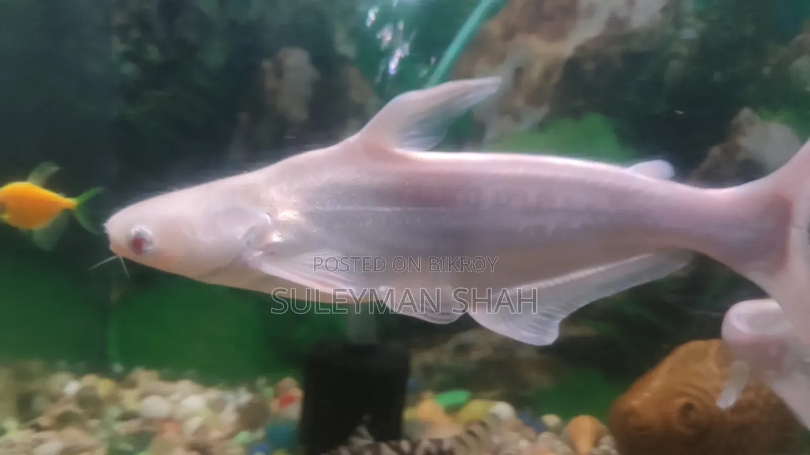 Albino White Shark