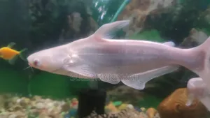 Albino White Shark