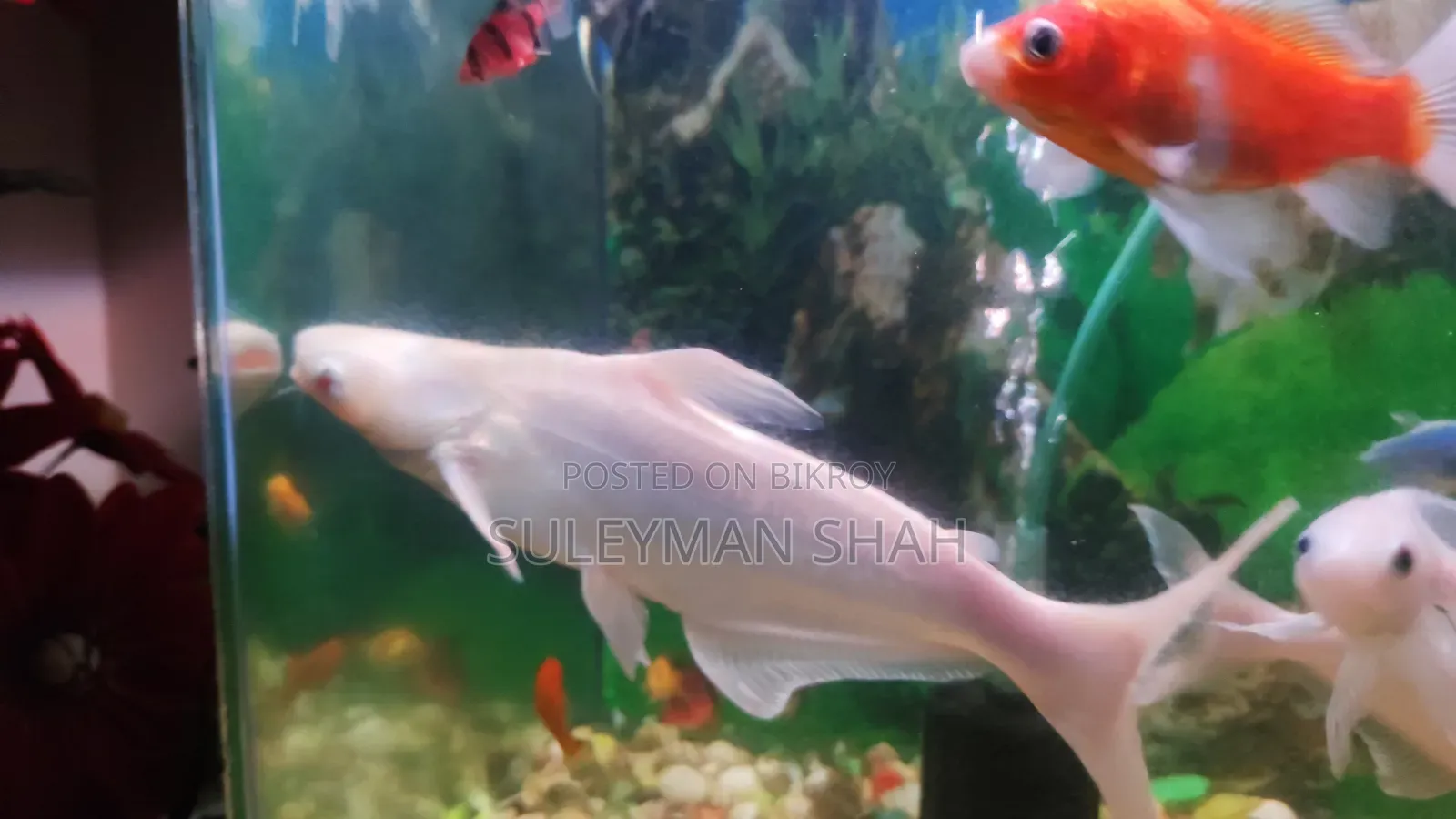 Albino White Shark
