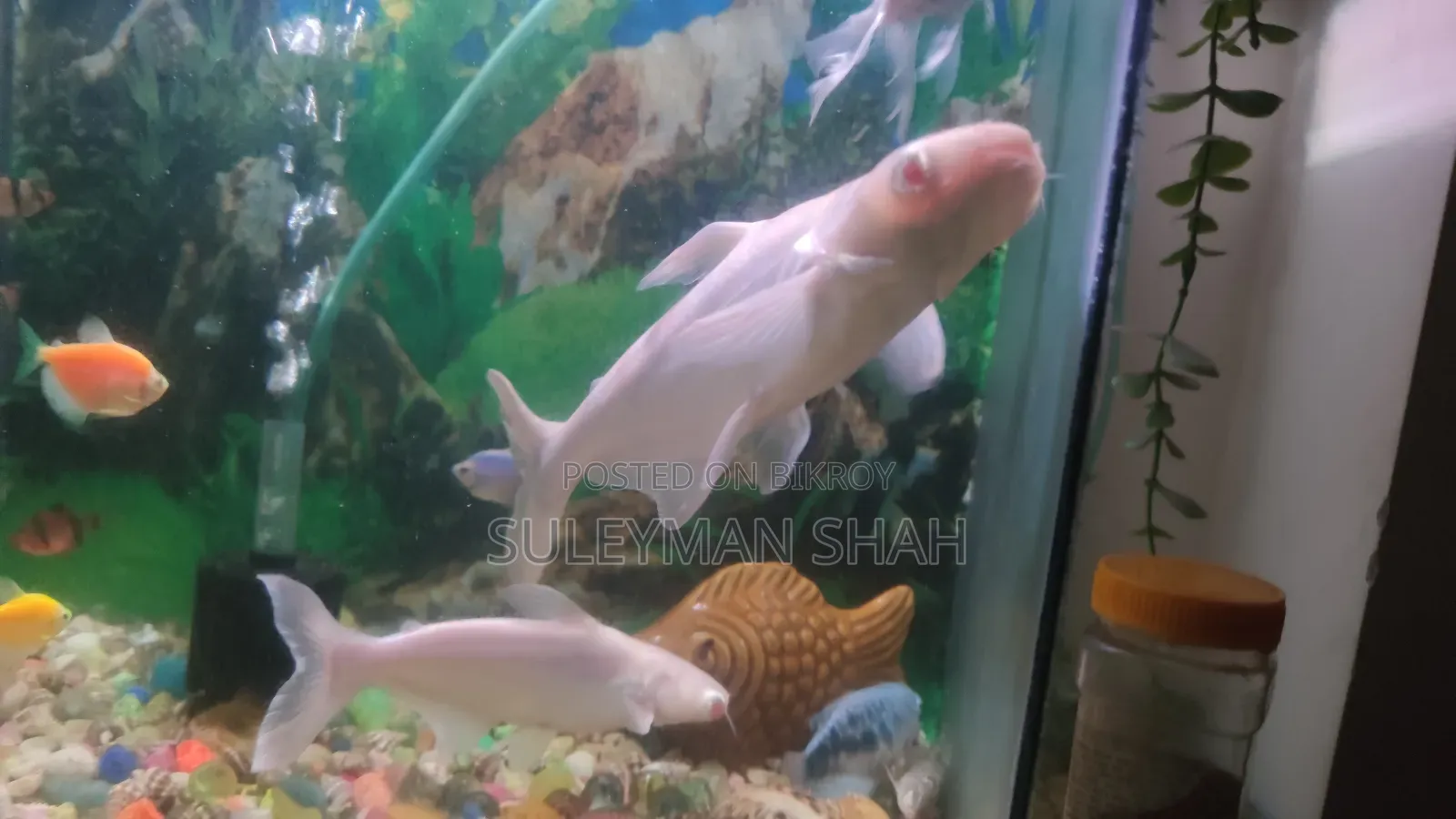 Albino White Shark
