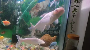Albino White Shark