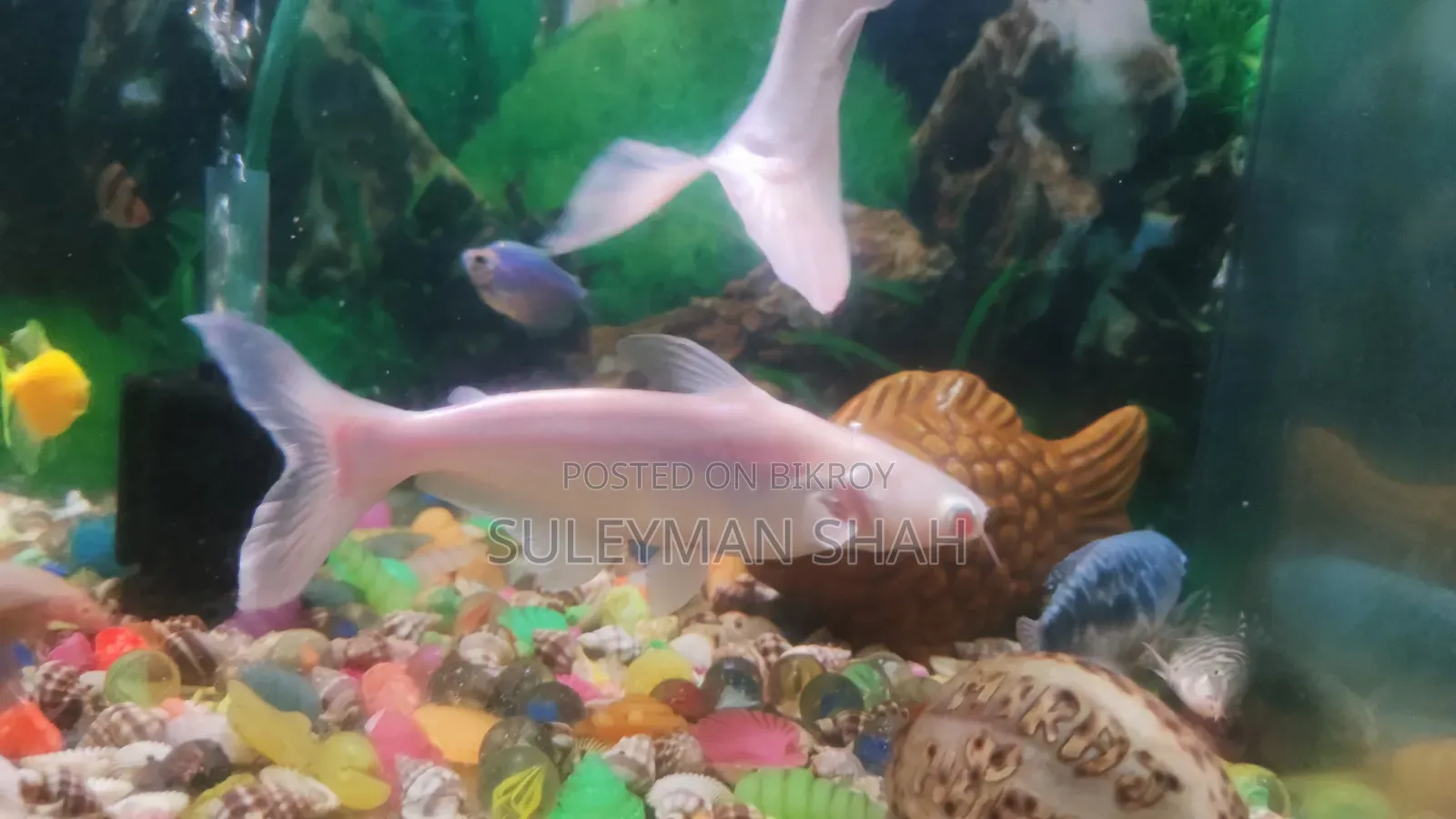 Albino White Shark