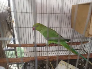 রিংনেক টিয়া পাখি