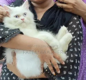 1+ year Male Purebred Persian