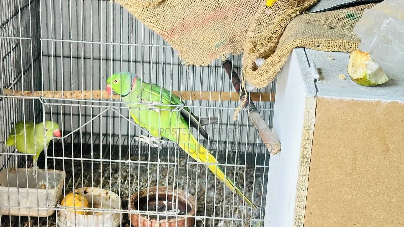 ইন্ডিয়ান রিংনেক টিয়া পাখি
