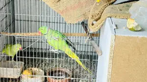 ইন্ডিয়ান রিংনেক টিয়া পাখি