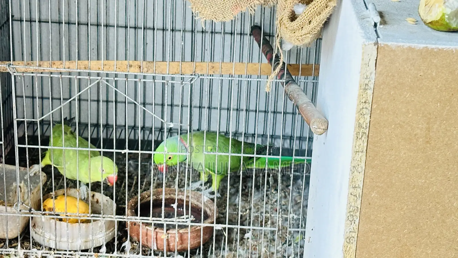 ইন্ডিয়ান রিংনেক টিয়া পাখি