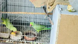 ইন্ডিয়ান রিংনেক টিয়া পাখি