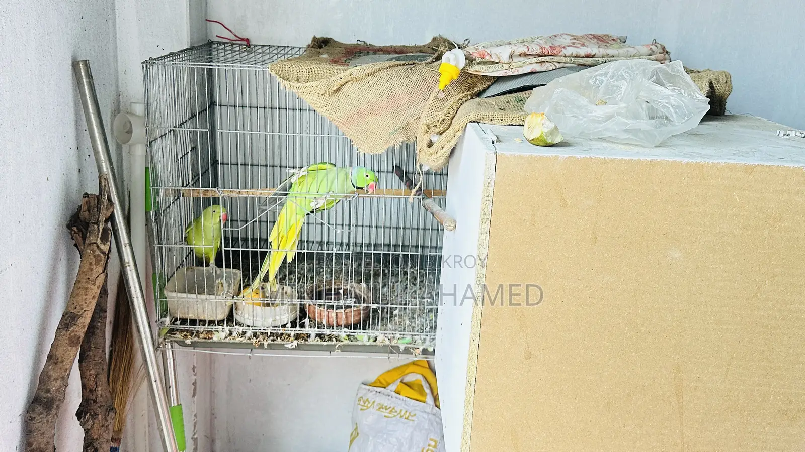 ইন্ডিয়ান রিংনেক টিয়া পাখি