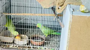 Indian Ringneck Tiya Pakhi