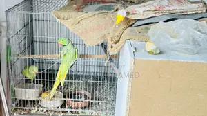 ইন্ডিয়ান রিংনেক টিয়া পাখি