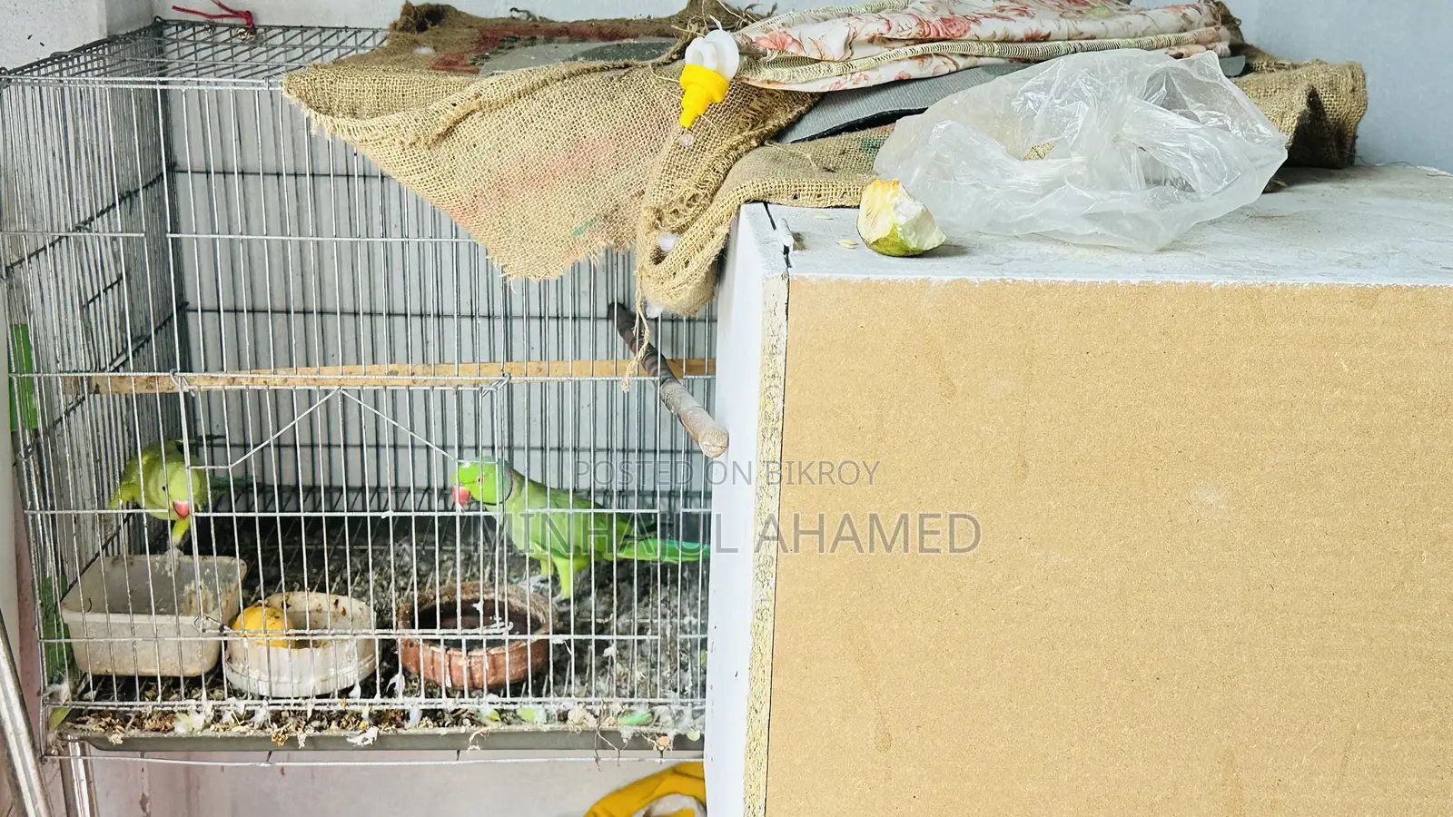 ইন্ডিয়ান রিংনেক টিয়া পাখি
