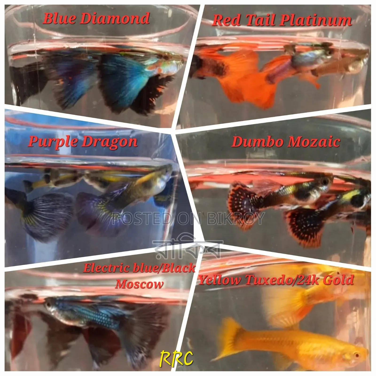Fancy Guppys