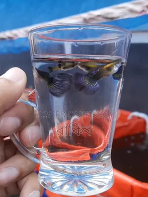 Fancy Guppys
