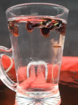 Fancy Guppys