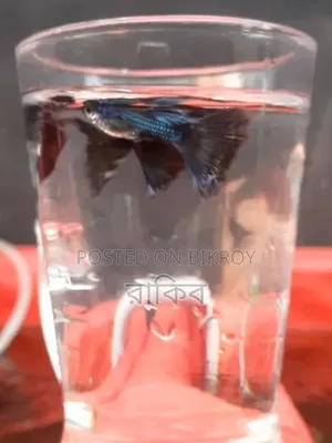 Fancy Guppys