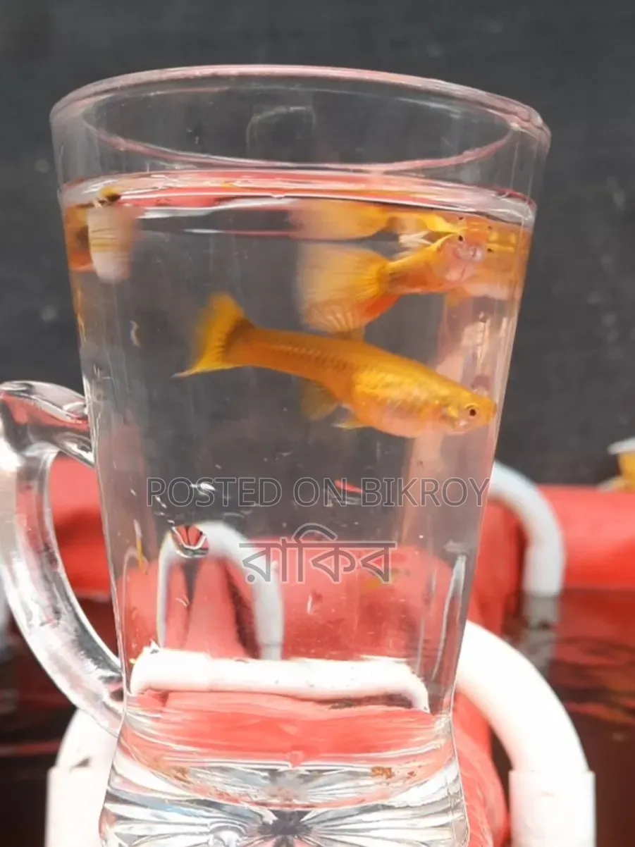 Fancy Guppys