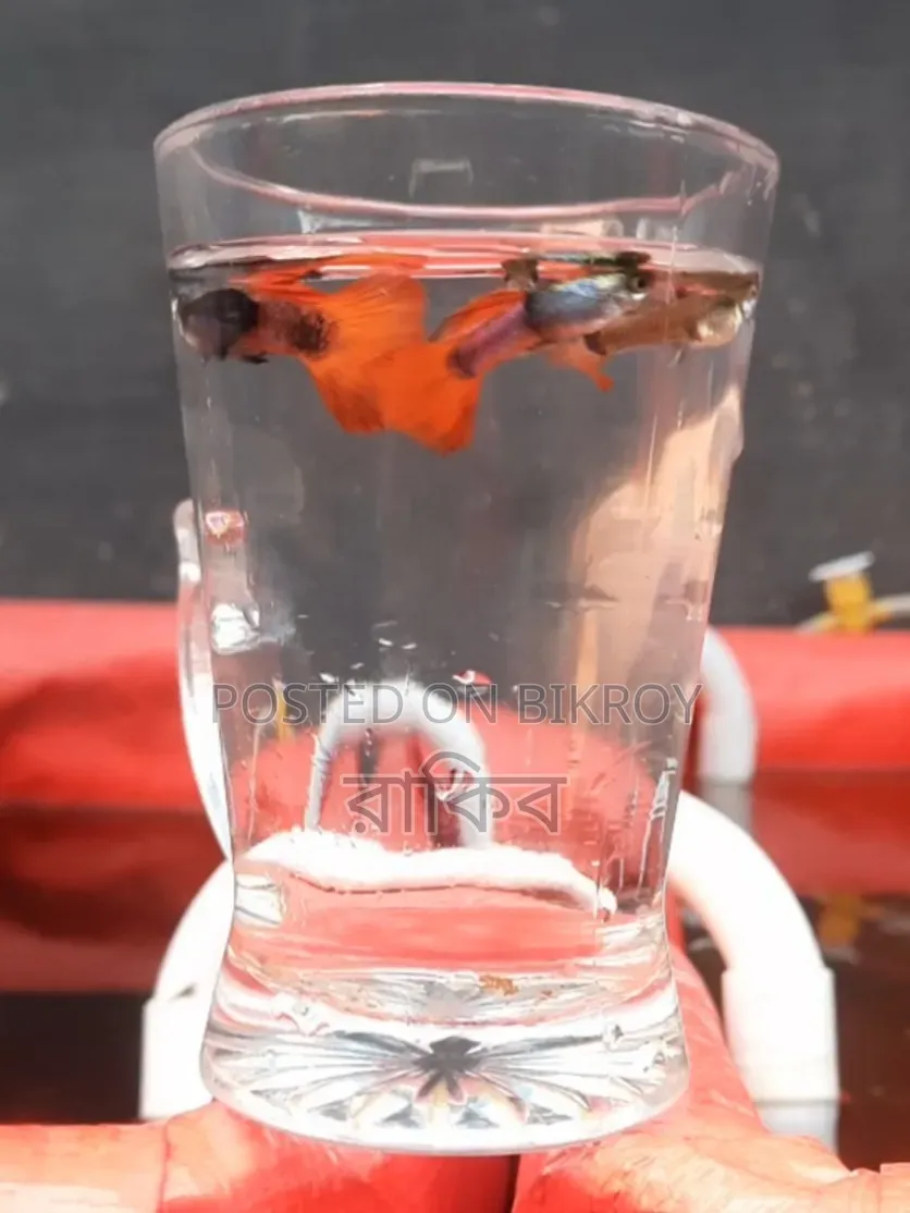 Fancy Guppys