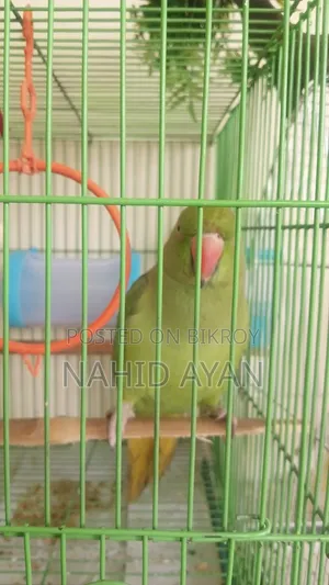 টাকা দরকার সেল দিয়ে দিব