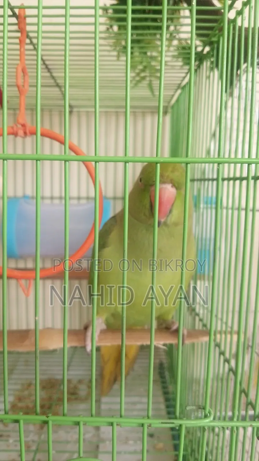 টাকা দরকার সেল দিয়ে দিব
