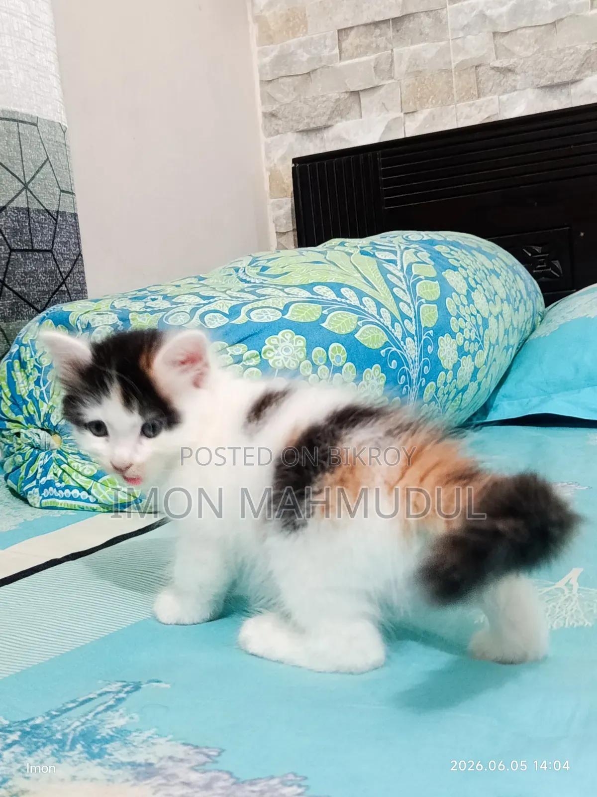 1-3 Months Female Mixed Breed Persian