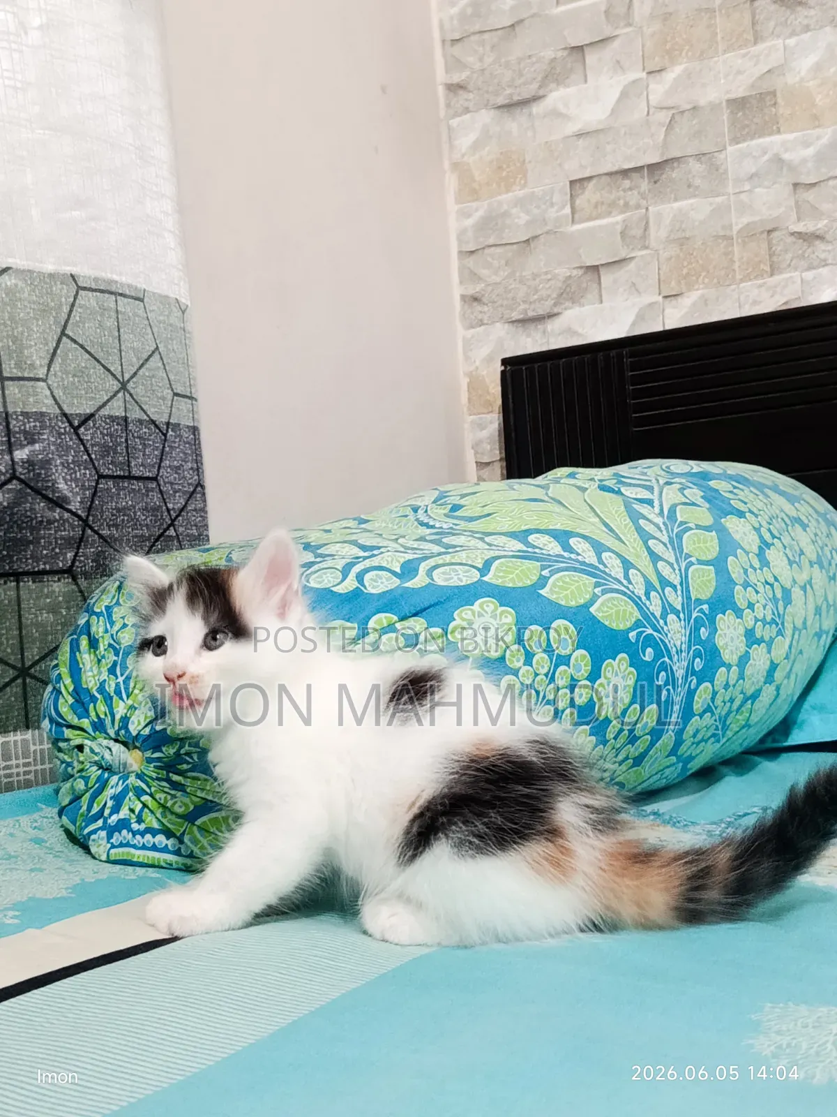 1-3 Months Female Mixed Breed Persian