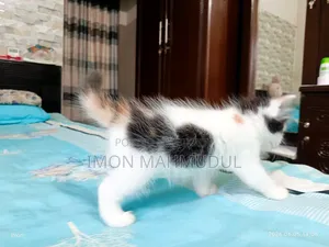 1-3 Months Female Mixed Breed Persian