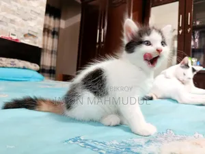 1-3 Months Female Mixed Breed Persian