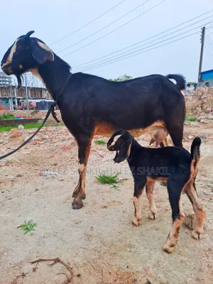 Local goat with kid