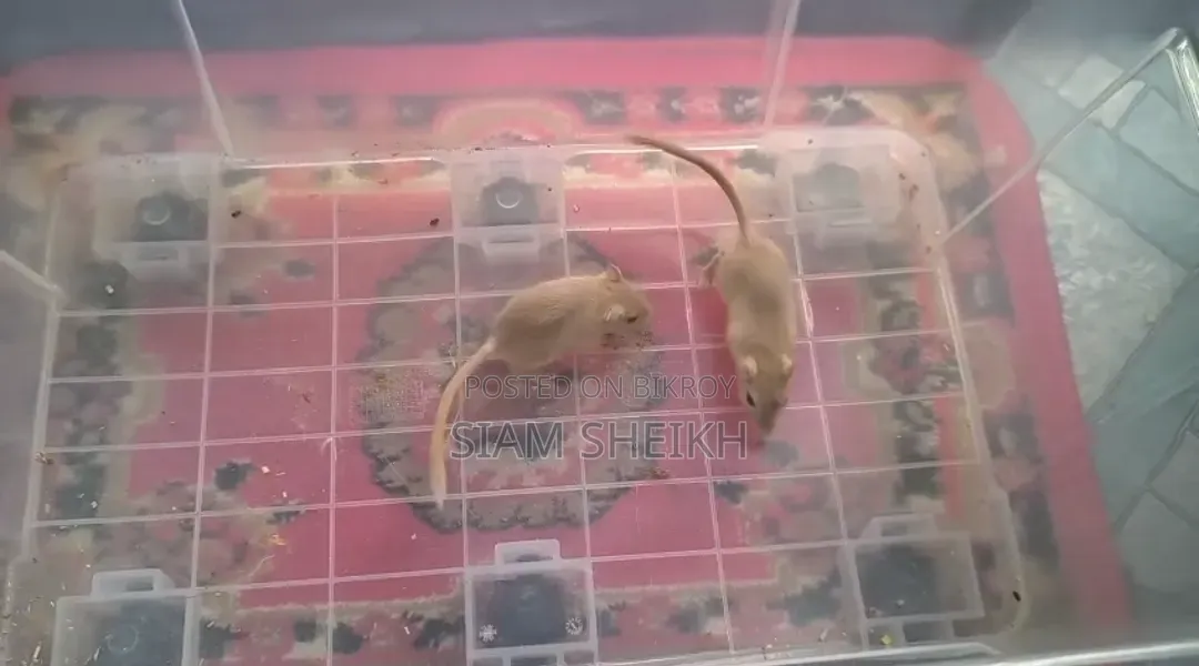 Gerbil / জারবিল