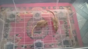 Gerbil / জারবিল